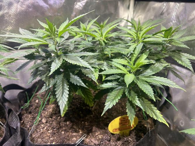 OSS - Tiramisu. Week 15 - 1/31/26