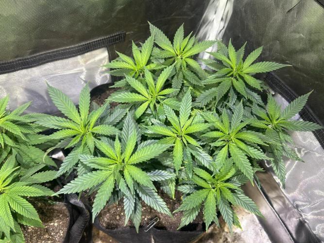 OSS - Tiramisu. Week 15