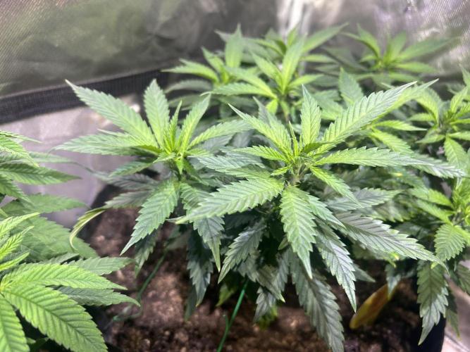 OSS - Tiramisu. Week 15