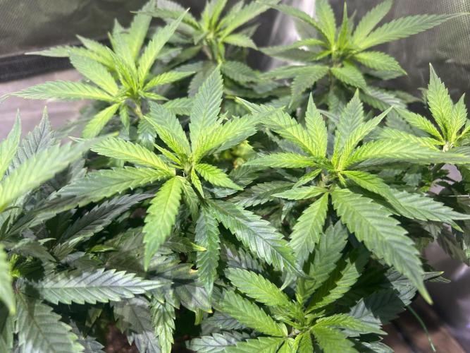 OSS - Tiramisu. Week 15