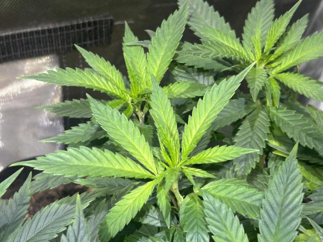 OSS - Tiramisu. Week 15