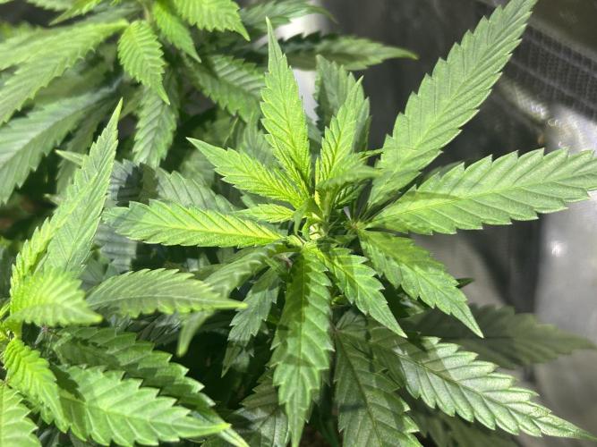 OSS - Tiramisu. Week 15