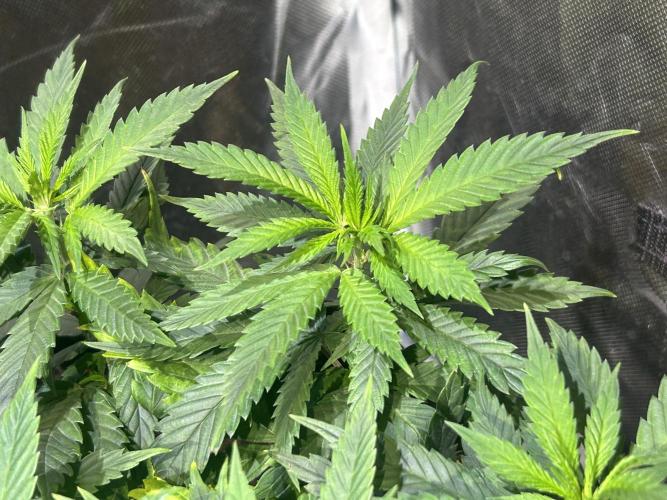 OSS - Tiramisu. Week 15