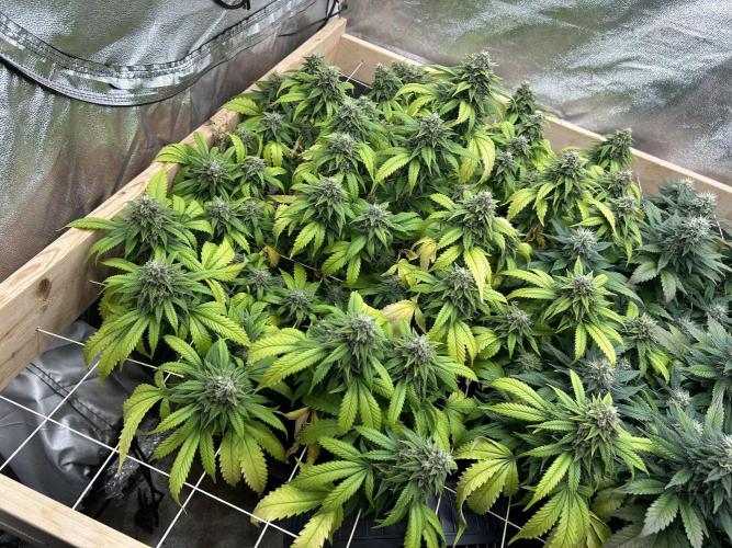 OSS - Do-Si-Dos OG. Week 22