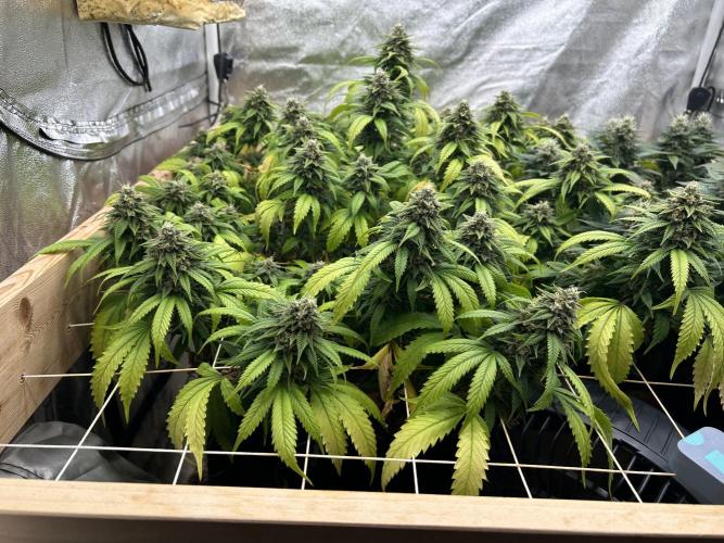 OSS - Do-Si-Dos OG. Week 22