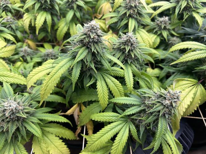 OSS - Do-Si-Dos OG. Week 22