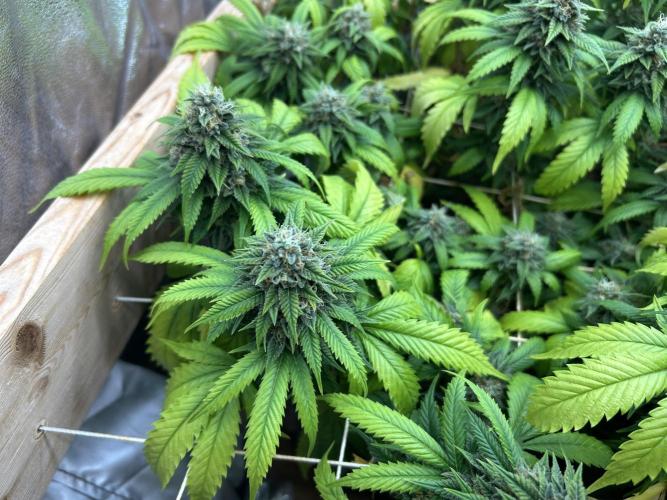 OSS - Do-Si-Dos OG. Week 22