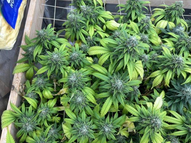 OSS - Do-Si-Dos OG. Week 22