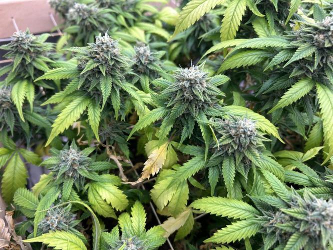 OSS - Do-Si-Dos OG. Week 22