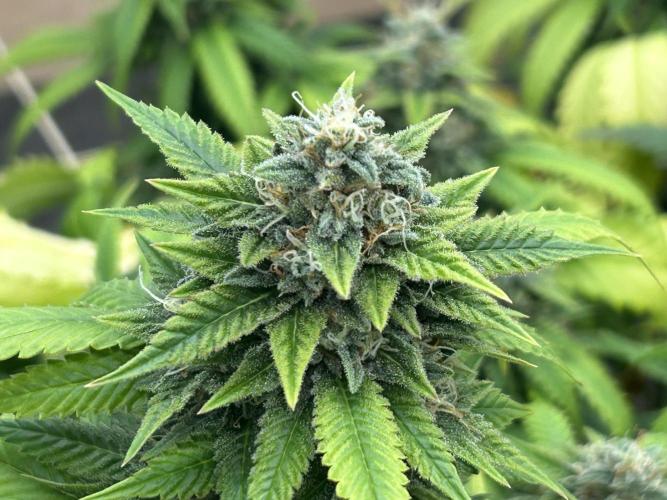 OSS - Do-Si-Dos OG. Week 22