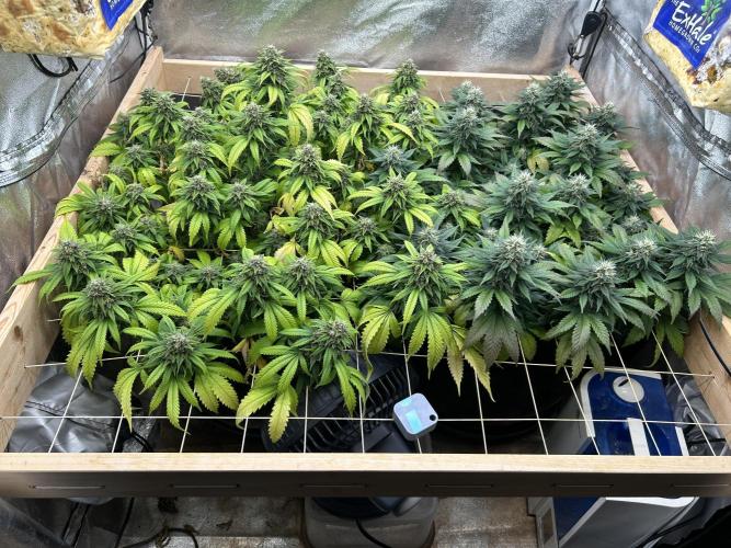 OSS - Sherbet Moonrocks. Week 22 - 1/31/26