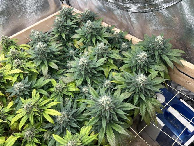 OSS - Sherbet Moonrocks. Week 22