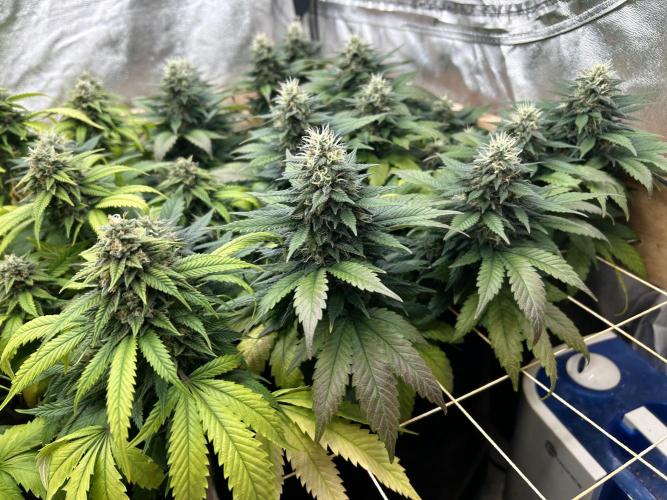 OSS - Sherbet Moonrocks. Week 22