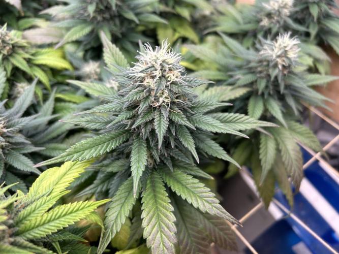 OSS - Sherbet Moonrocks. Week 22