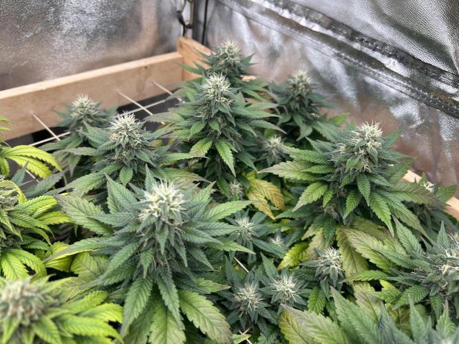 OSS - Sherbet Moonrocks. Week 22