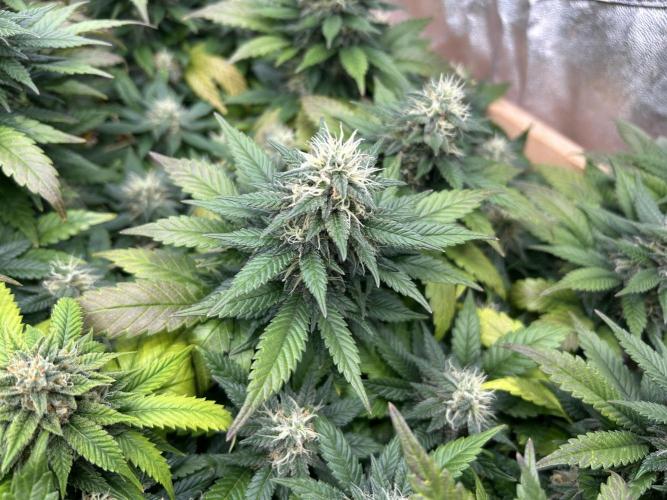 OSS - Sherbet Moonrocks. Week 22