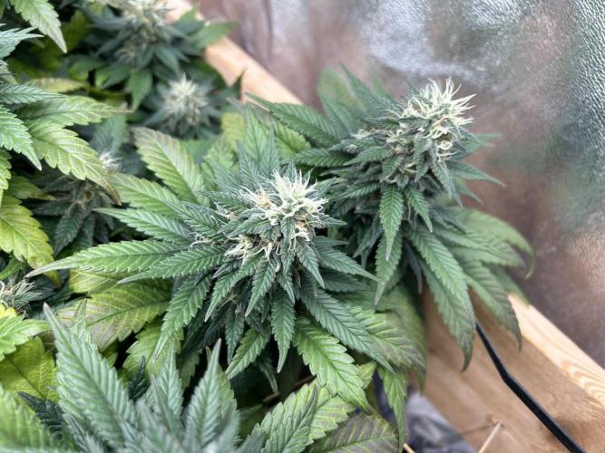 OSS - Sherbet Moonrocks. Week 22