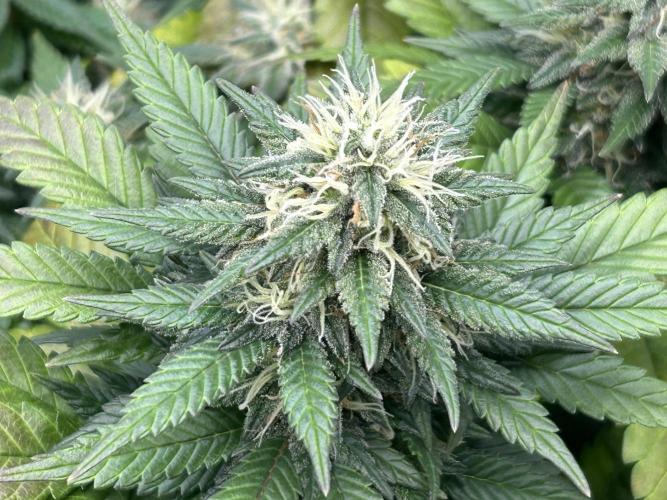 OSS - Sherbet Moonrocks. Week 22