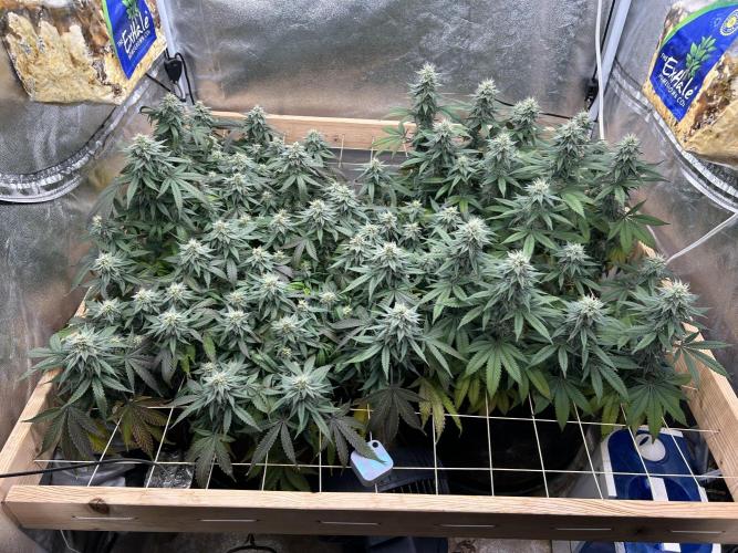 Kannabia - Pink Gelato. Week 22 - 1/31/26