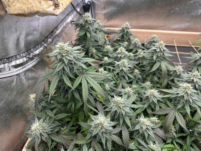 Kannabia - Pink Gelato. Week 22