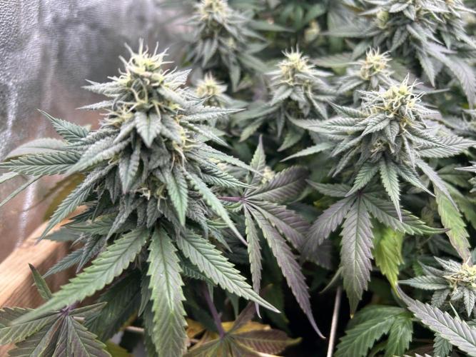 Kannabia - Pink Gelato. Week 22