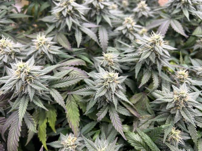 Kannabia - Pink Gelato. Week 22