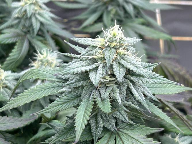 Kannabia - Pink Gelato. Week 22