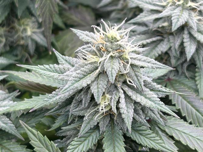 Kannabia - Pink Gelato. Week 22