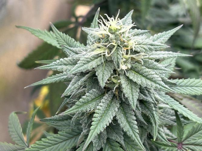 Kannabia - Pink Gelato. Week 22