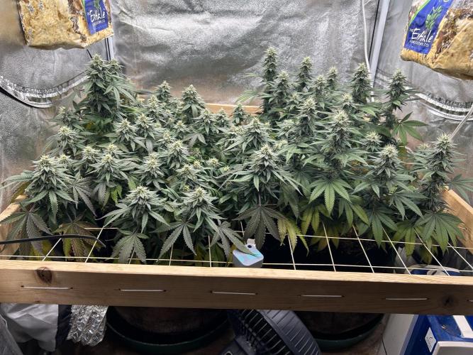 Kannabia - Apple Fritter. Week 22