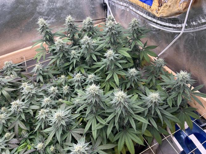 Kannabia - Apple Fritter. Week 22