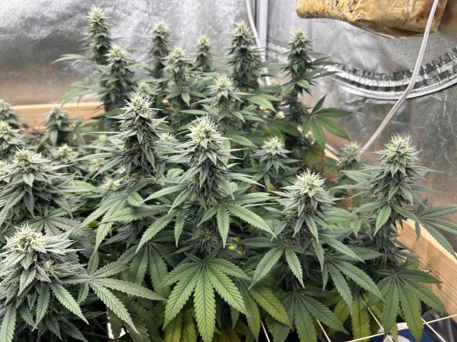 Kannabia - Apple Fritter. Week 22