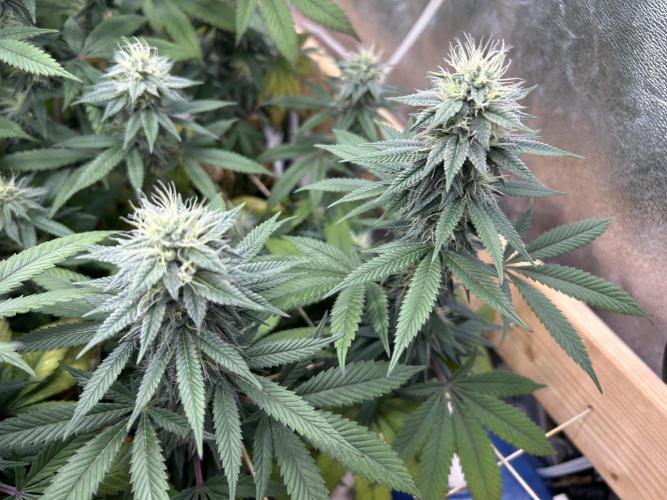 Kannabia - Apple Fritter. Week 22