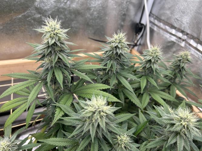 Kannabia - Apple Fritter. Week 22