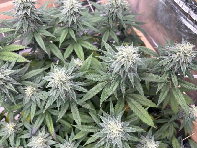 Kannabia - Apple Fritter. Week 22