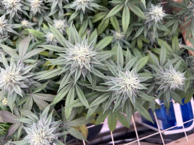 Kannabia - Apple Fritter. Week 22