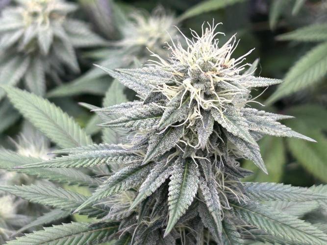 Kannabia - Apple Fritter. Week 22