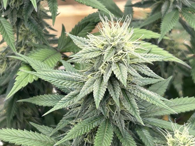 Kannabia - Apple Fritter. Week 22