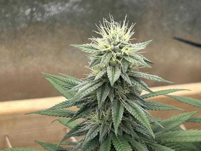 Kannabia - Apple Fritter. Week 22