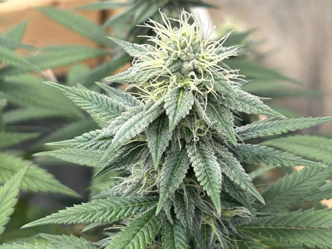 Kannabia - Apple Fritter. Week 22