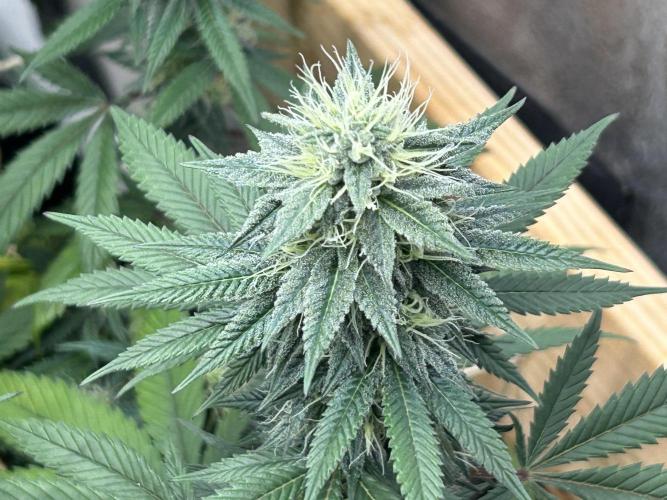 Kannabia - Apple Fritter. Week 22