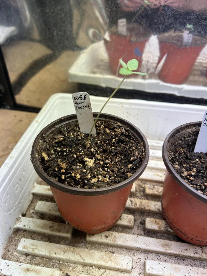 WSE - Sour Diesel. Week 1 - 1/31/26
