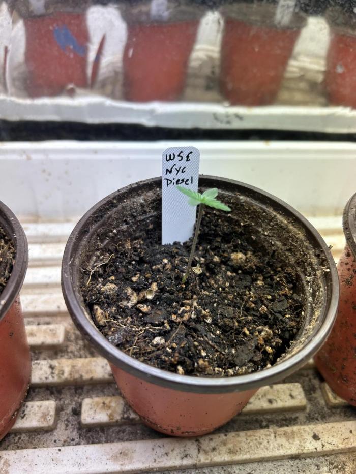 WSE - NYC Diesel. Week 1 - 1/31/26