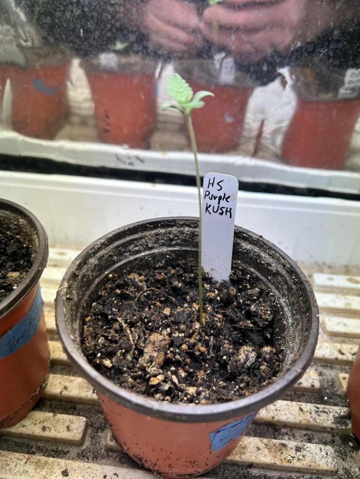 HS - Purple Kush. Week 1 - 1/31/26