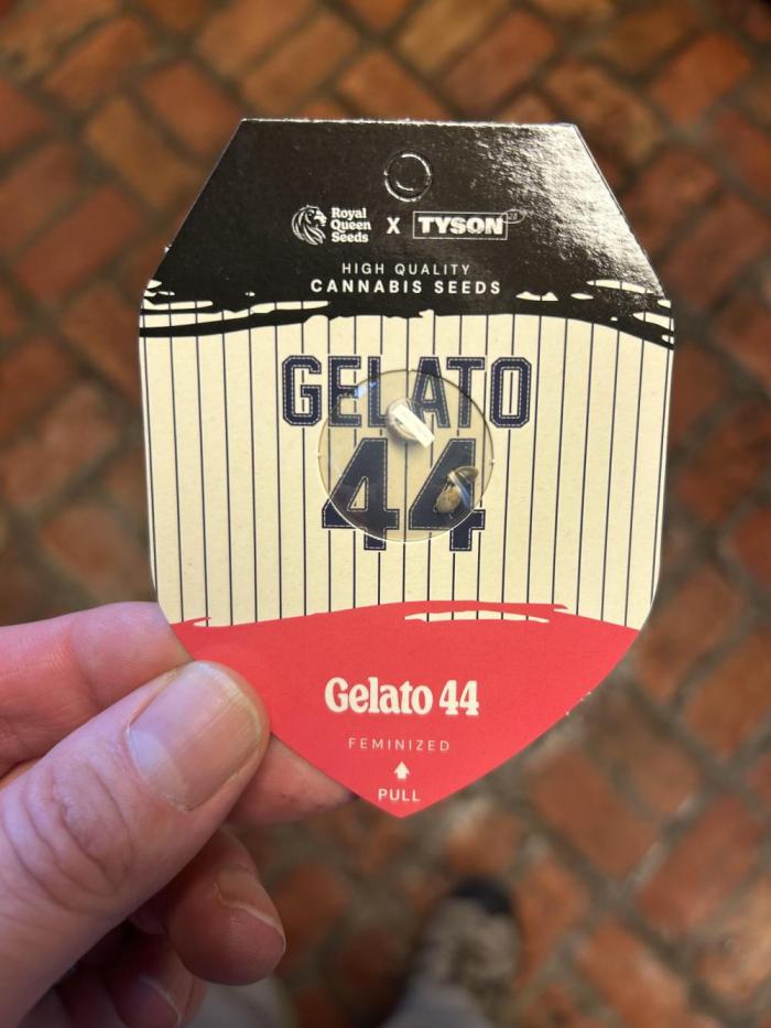 RQS - Gelato 44. Week 0 - 2/4/26