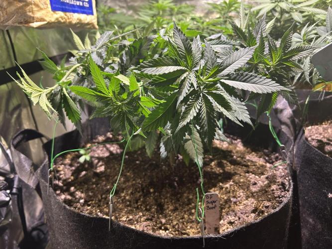 BF - Super Boof. Week 13 - 2/7/26