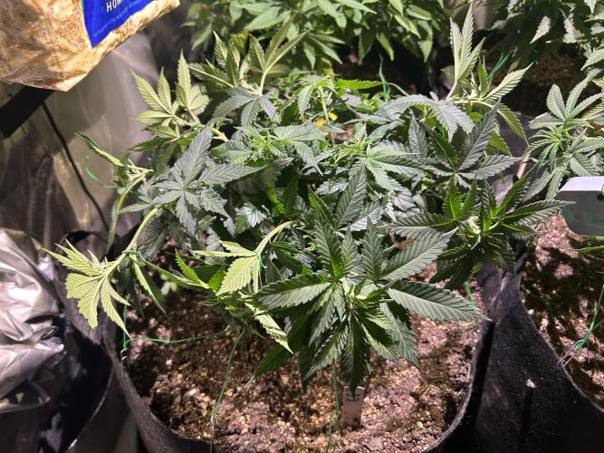 BF - Super Boof. Week 13