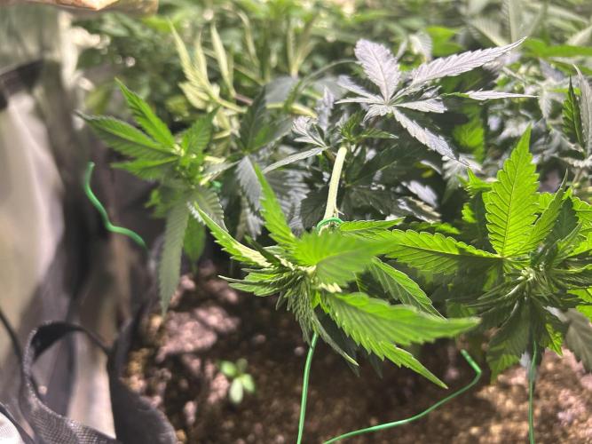 BF - Super Boof. Week 13