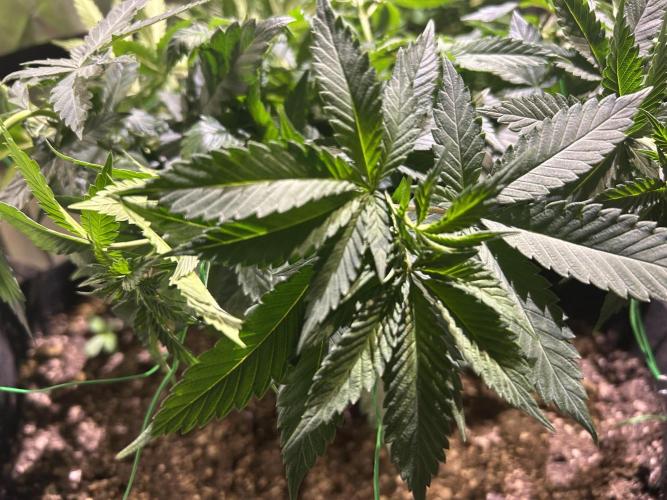 BF - Super Boof. Week 13