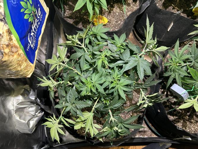 BF - Super Boof. Week 13